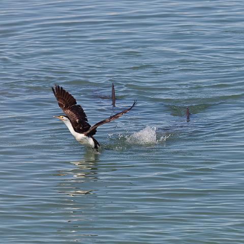 052 Shark Bay, monkey mia, aalscholver verjaagt door dolfijnen.jpg